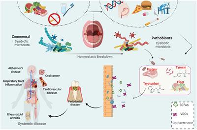 Oral microbiota and metabolites: key players in oral health and disorder, and microbiota-based therapies